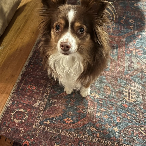 Meet your Posher, Gray - Picture 1 of 1